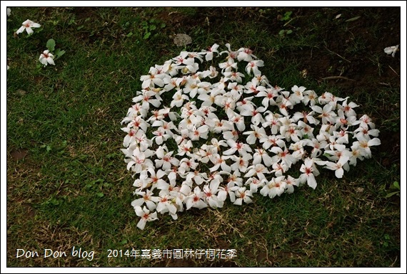 2014年嘉義圓林仔社區賞油桐花