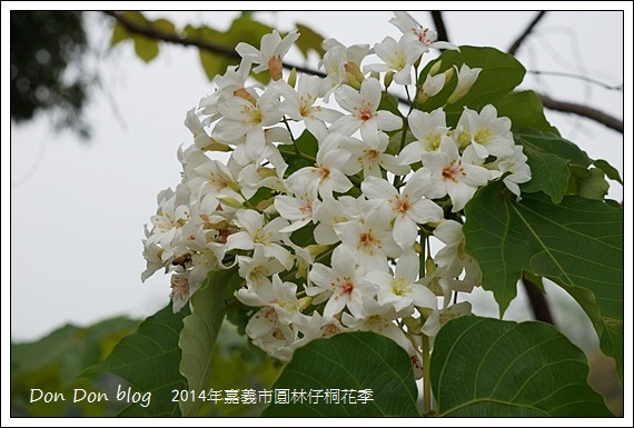 2014年嘉義圓林仔社區賞油桐花
