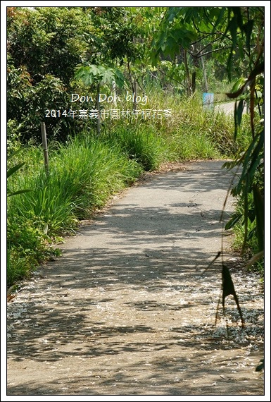 2014年嘉義圓林仔社區賞油桐花