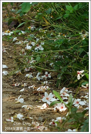 2014年嘉義圓林仔社區賞油桐花
