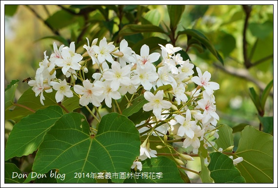 2014年嘉義圓林仔社區賞油桐花