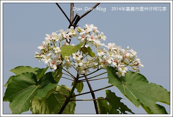 2014年嘉義圓林仔社區賞油桐花