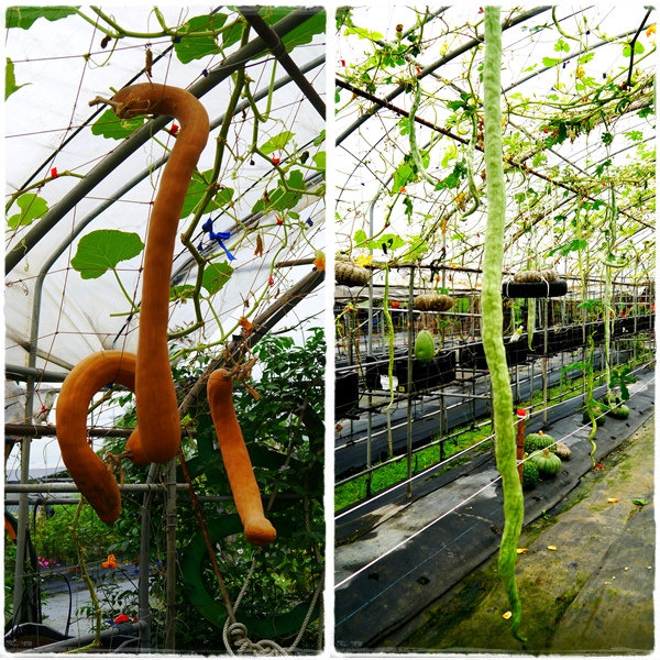 【宜蘭▍親子旅遊】旺山休閒農場♥帶著孩子一起來勇闖南瓜隧道,體驗DIY南瓜彩繪