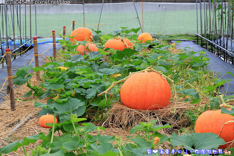 【宜蘭▍親子旅遊】旺山休閒農場♥帶著孩子一起來勇闖南瓜隧道,體驗DIY南瓜彩繪
