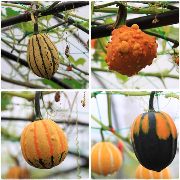 【宜蘭▍親子旅遊】旺山休閒農場♥帶著孩子一起來勇闖南瓜隧道,體驗DIY南瓜彩繪