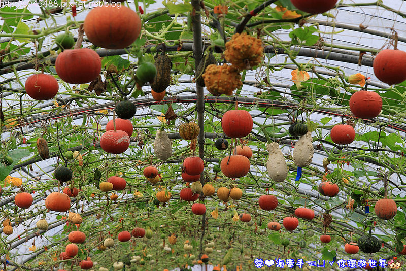 【宜蘭▍親子旅遊】旺山休閒農場♥帶著孩子一起來勇闖南瓜隧道,體驗DIY南瓜彩繪
