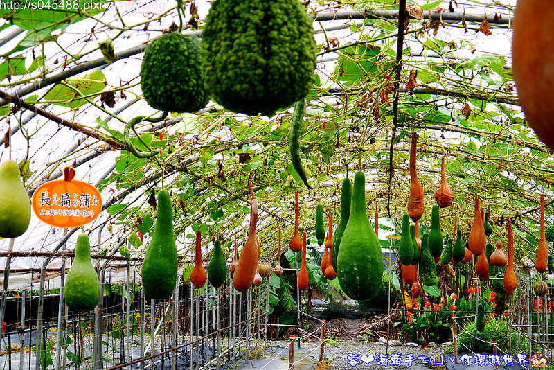 【宜蘭▍親子旅遊】旺山休閒農場♥帶著孩子一起來勇闖南瓜隧道,體驗DIY南瓜彩繪