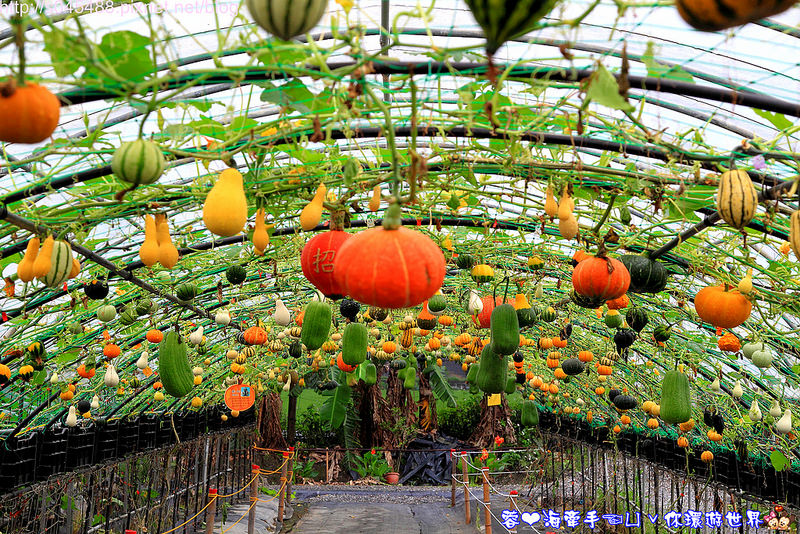 【宜蘭▍親子旅遊】旺山休閒農場♥帶著孩子一起來勇闖南瓜隧道,體驗DIY南瓜彩繪