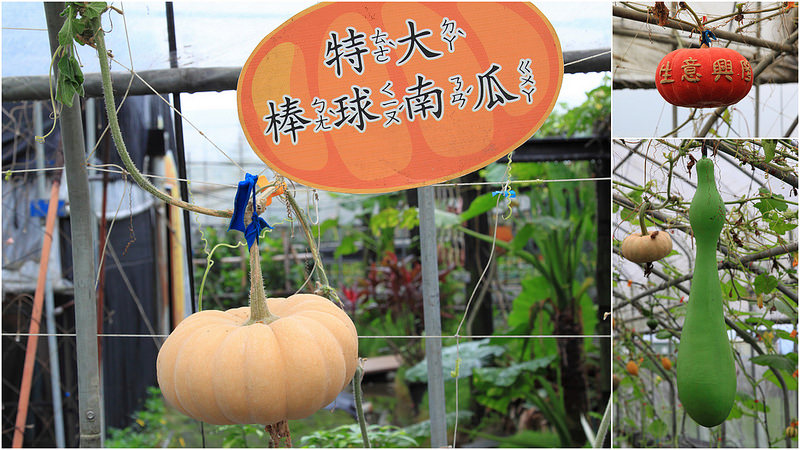 【宜蘭▍親子旅遊】旺山休閒農場♥帶著孩子一起來勇闖南瓜隧道,體驗DIY南瓜彩繪