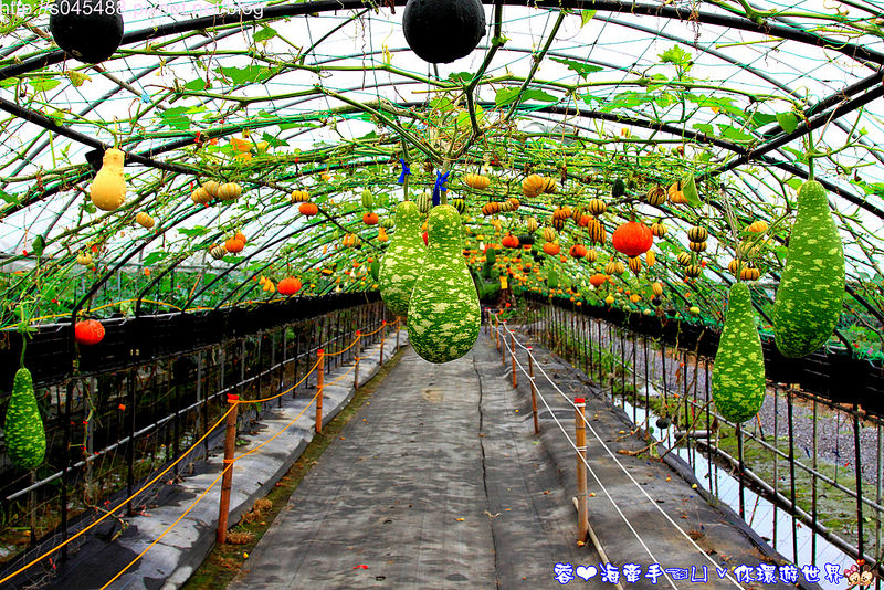 【宜蘭▍親子旅遊】旺山休閒農場♥帶著孩子一起來勇闖南瓜隧道,體驗DIY南瓜彩繪