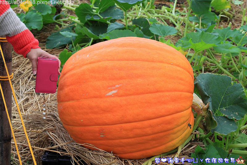 【宜蘭▍親子旅遊】旺山休閒農場♥帶著孩子一起來勇闖南瓜隧道,體驗DIY南瓜彩繪