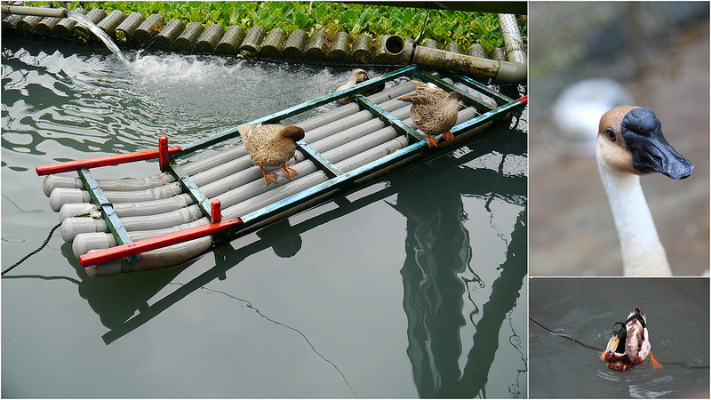 【宜蘭▍親子旅遊】旺山休閒農場♥帶著孩子一起來勇闖南瓜隧道,體驗DIY南瓜彩繪