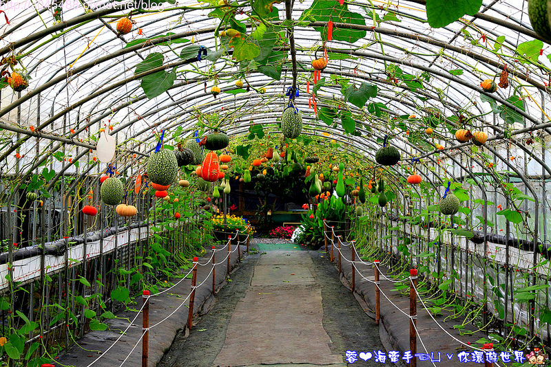 【宜蘭▍親子旅遊】旺山休閒農場♥帶著孩子一起來勇闖南瓜隧道,體驗DIY南瓜彩繪