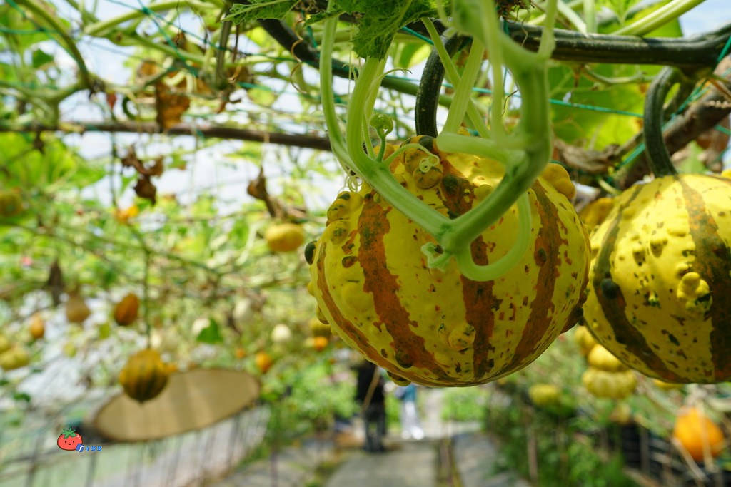 壯圍景點推薦 南瓜隧道 旺山農場