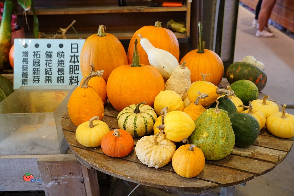 壯圍景點推薦 南瓜隧道 旺山農場