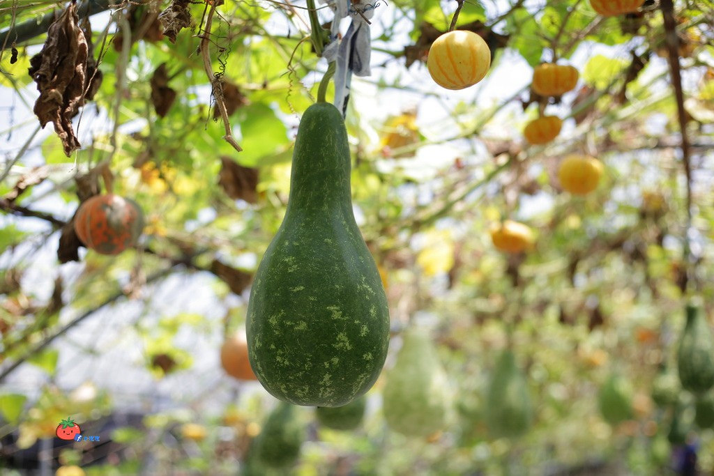 壯圍景點推薦 南瓜隧道 旺山農場