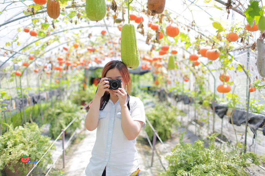 壯圍景點推薦 南瓜隧道 旺山農場