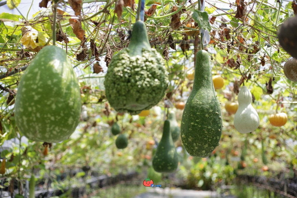 壯圍景點推薦 南瓜隧道 旺山農場