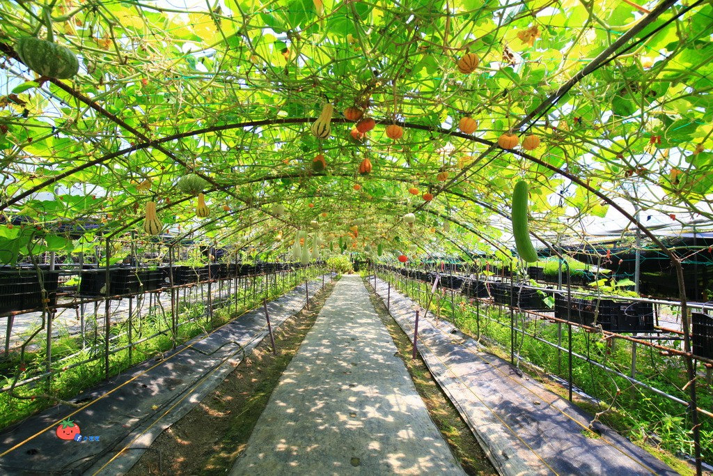 壯圍景點推薦 南瓜隧道 旺山農場
