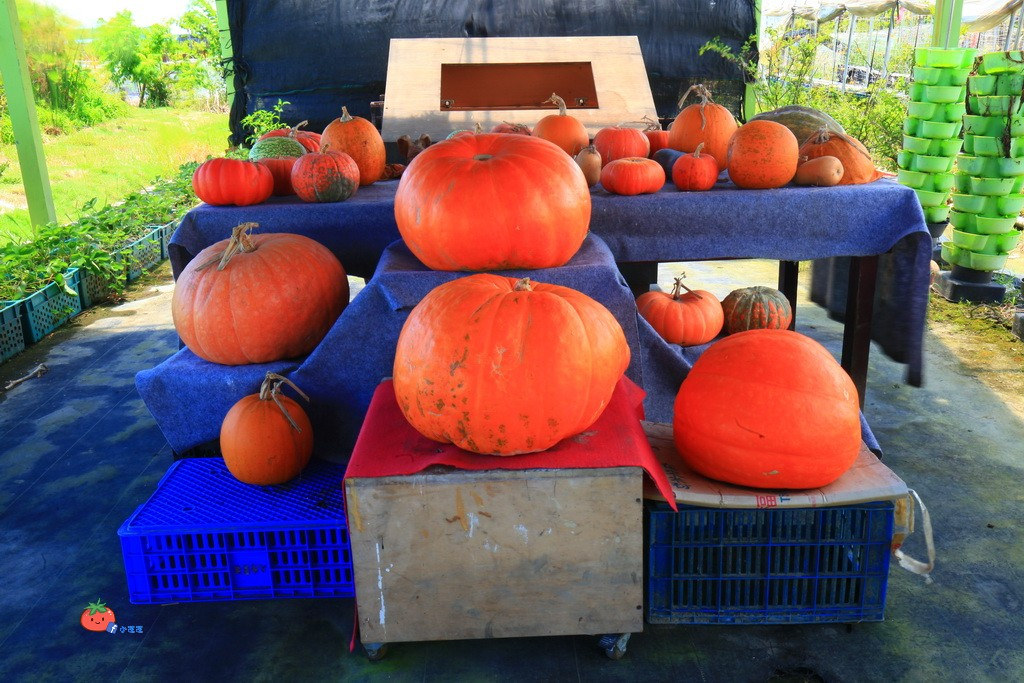 壯圍景點推薦 南瓜隧道 旺山農場