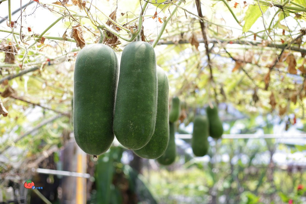 壯圍景點推薦 南瓜隧道 旺山農場