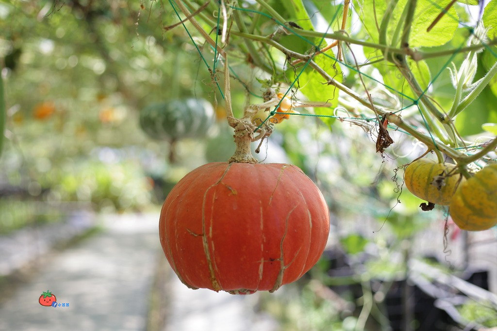 壯圍景點推薦 南瓜隧道 旺山農場
