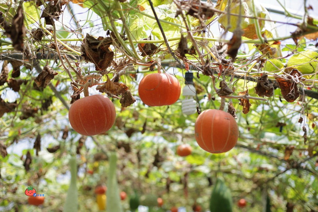 壯圍景點推薦 南瓜隧道 旺山農場