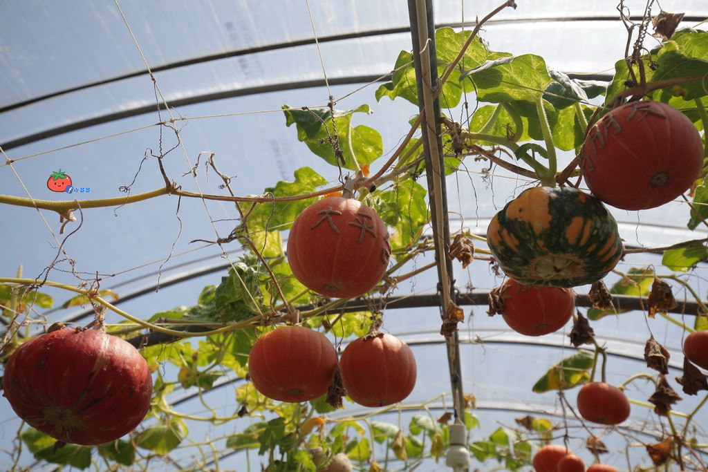 壯圍景點推薦 南瓜隧道 旺山農場