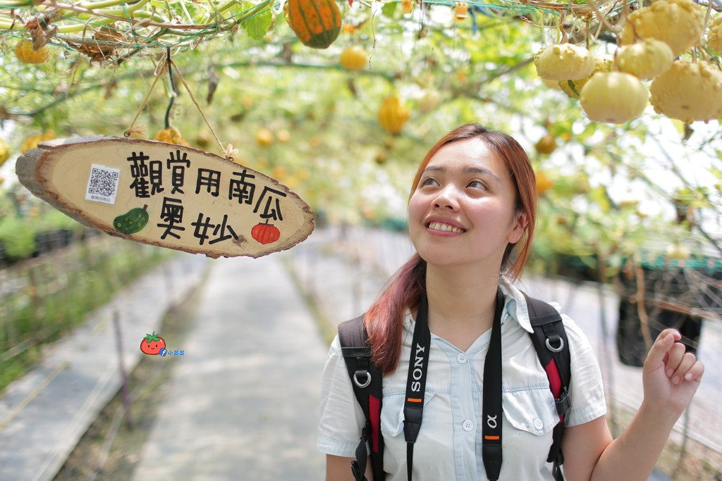 壯圍景點推薦 南瓜隧道 旺山農場