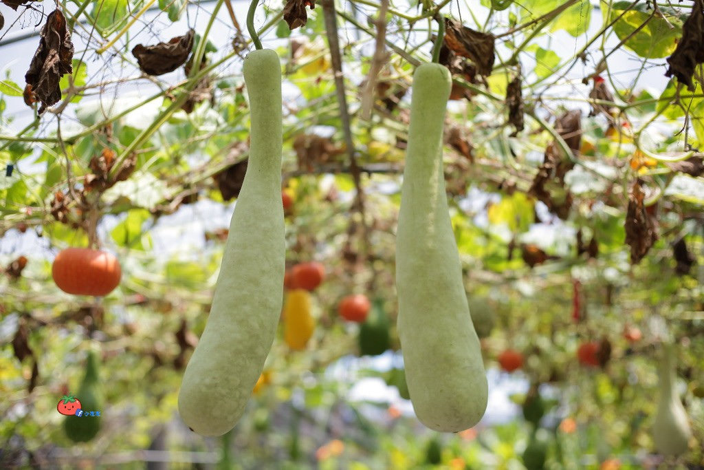 壯圍景點推薦 南瓜隧道 旺山農場