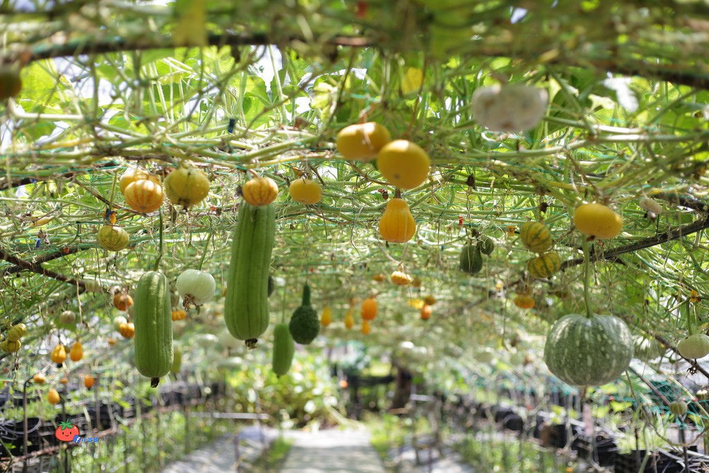 壯圍景點推薦 南瓜隧道 旺山農場