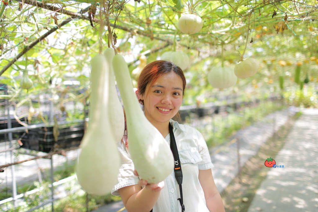 壯圍景點推薦 南瓜隧道 旺山農場