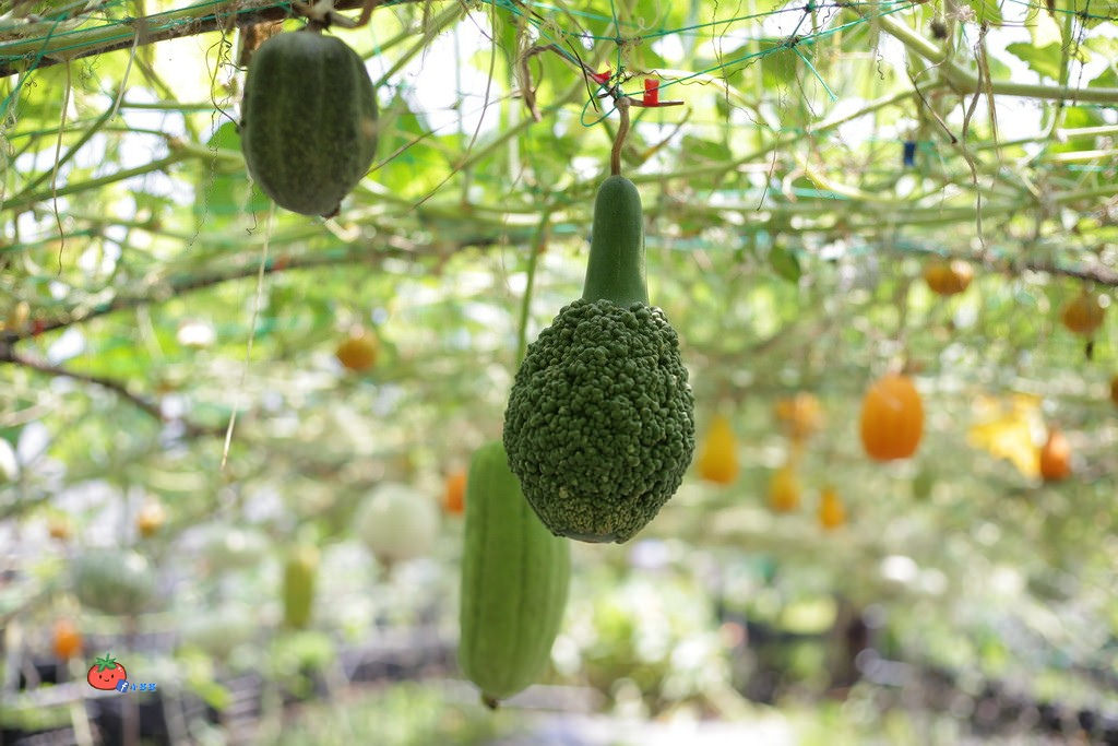 壯圍景點推薦 南瓜隧道 旺山農場