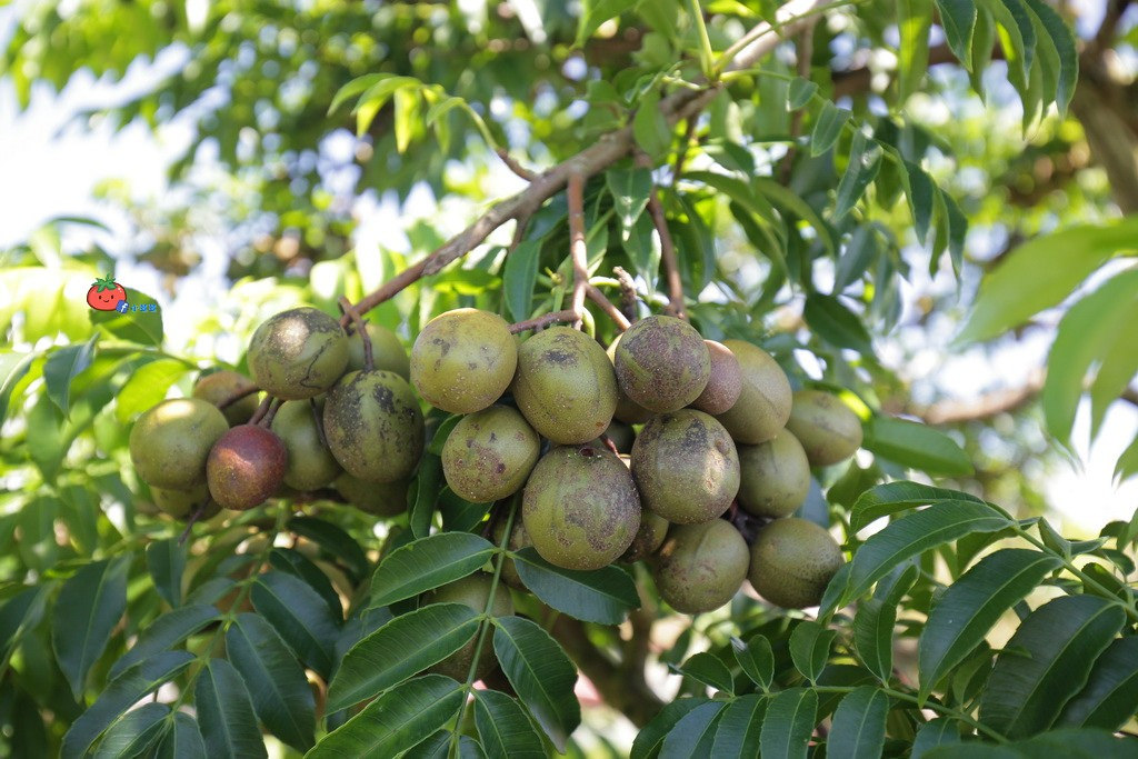 壯圍景點推薦 南瓜隧道 旺山農場