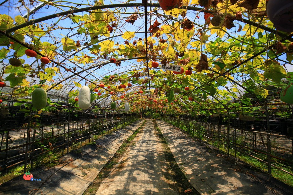 壯圍景點推薦 南瓜隧道 旺山農場