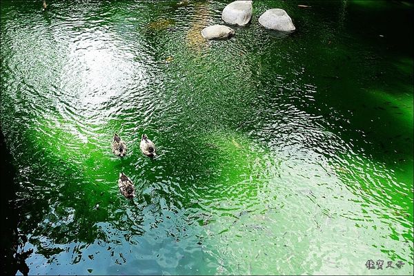 月眉糖廠 (7).JPG