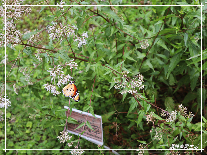 新竹市立動物園-小而美!打造無鐵籠棲地空間 - 潔絲蜜愛生活
