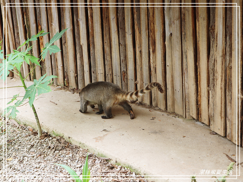 新竹市立動物園-小而美!打造無鐵籠棲地空間 - 潔絲蜜愛生活