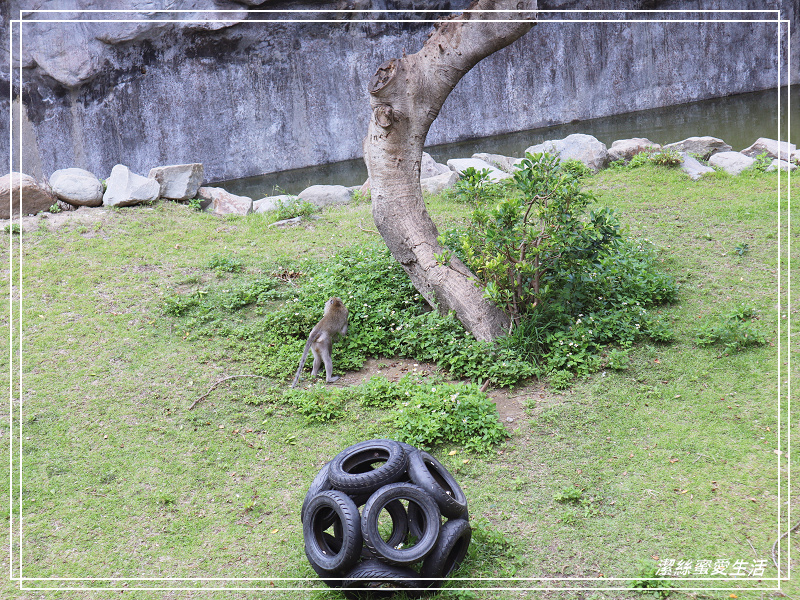 新竹市立動物園-小而美!打造無鐵籠棲地空間 - 潔絲蜜愛生活