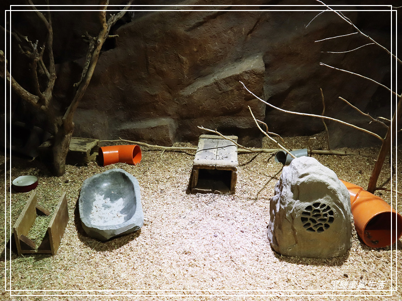 新竹市立動物園-小而美!打造無鐵籠棲地空間 - 潔絲蜜愛生活