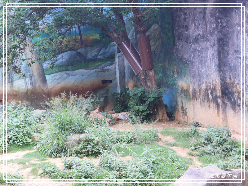 新竹市立動物園-小而美!打造無鐵籠棲地空間 - 潔絲蜜愛生活