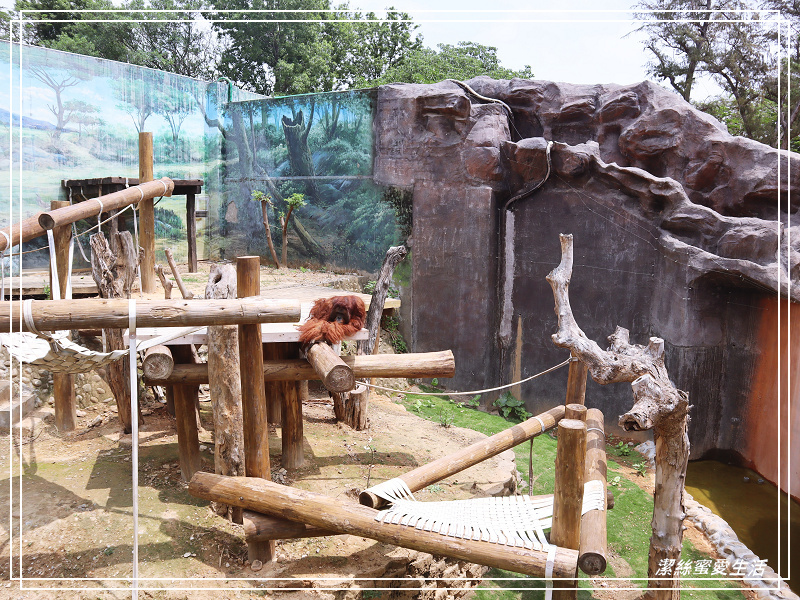 新竹市立動物園-小而美!打造無鐵籠棲地空間 - 潔絲蜜愛生活
