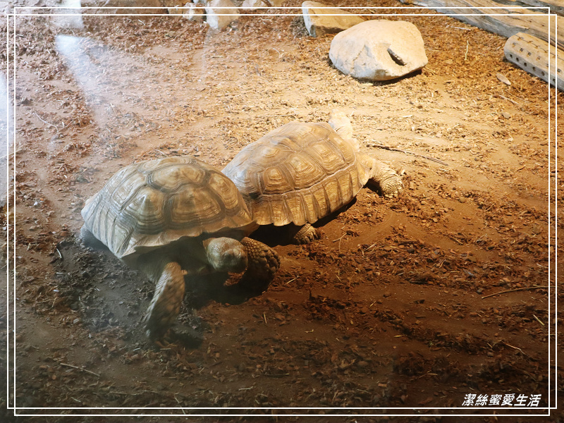 新竹市立動物園-小而美!打造無鐵籠棲地空間 - 潔絲蜜愛生活