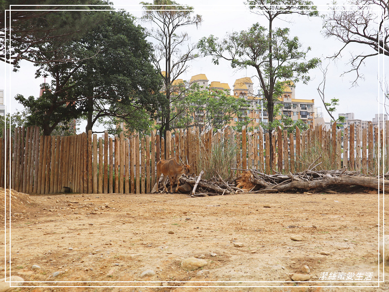 新竹市立動物園-小而美!打造無鐵籠棲地空間 - 潔絲蜜愛生活