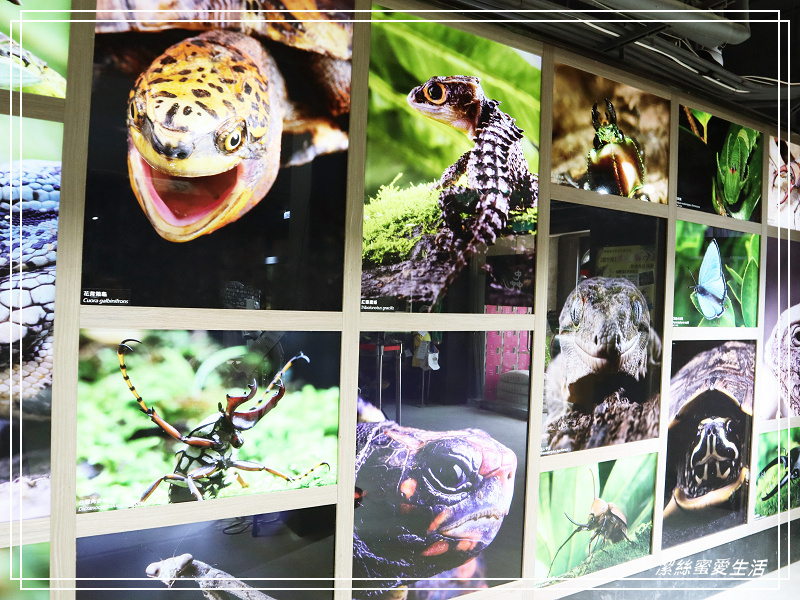 新竹市立動物園-小而美!打造無鐵籠棲地空間 - 潔絲蜜愛生活