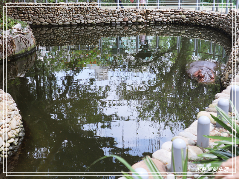 新竹市立動物園-小而美!打造無鐵籠棲地空間 - 潔絲蜜愛生活
