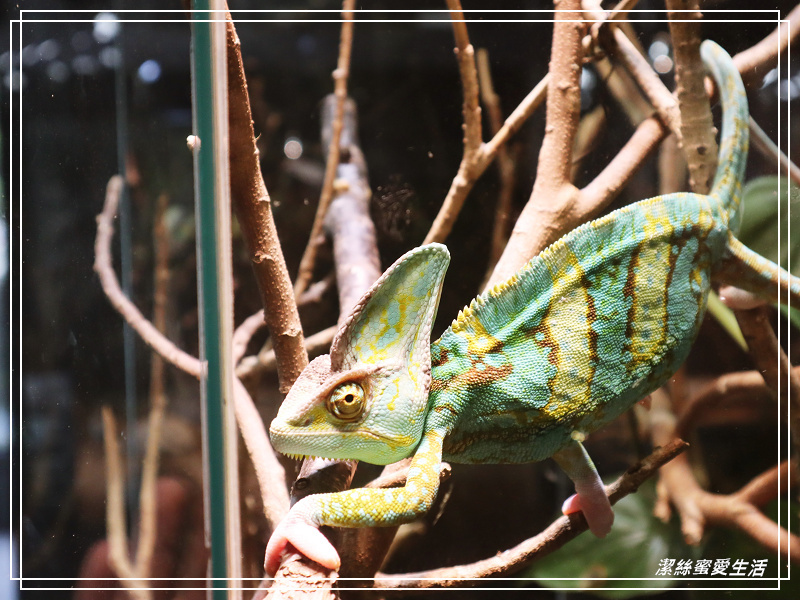 新竹市立動物園-小而美!打造無鐵籠棲地空間 - 潔絲蜜愛生活