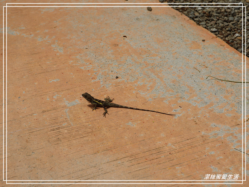 新竹市立動物園-小而美!打造無鐵籠棲地空間 - 潔絲蜜愛生活