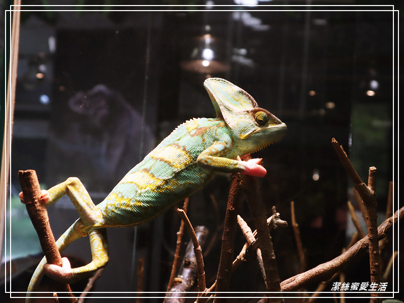 新竹市立動物園-小而美!打造無鐵籠棲地空間 - 潔絲蜜愛生活
