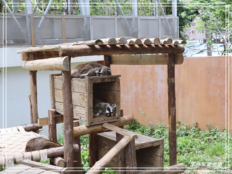 新竹市立動物園-小而美!打造無鐵籠棲地空間 - 潔絲蜜愛生活